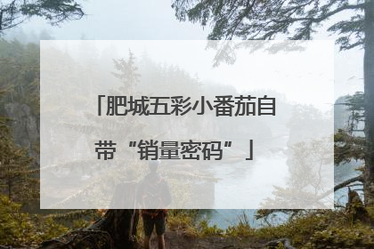 肥城五彩小番茄自带“销量密码”